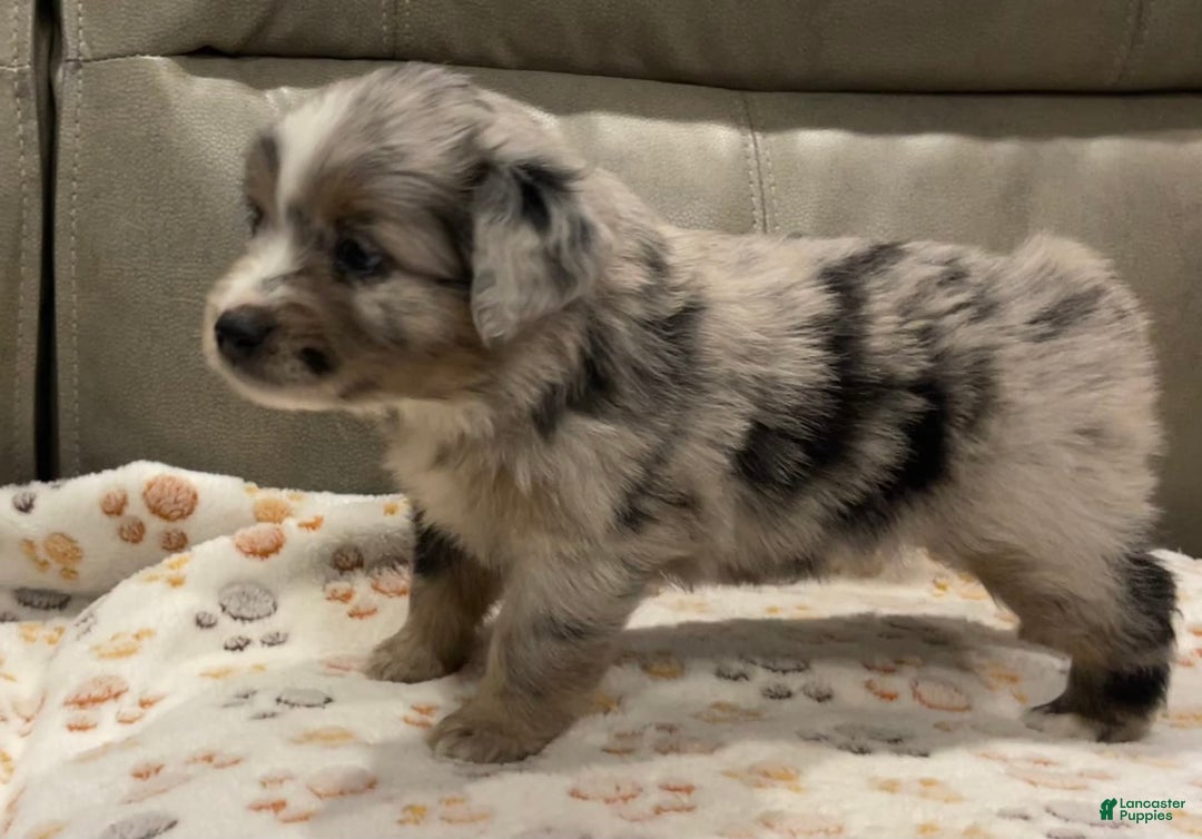 Miniature Australian Shepherd dogs for sale: Princess Elsa - Image 2