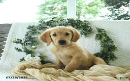 Golden Retriever dogs for sale: Ava - Image 5
