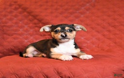 Chihuahua dogs for sale: Joey - Image 3