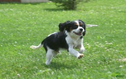 Cavalier King Charles Spaniel dogs for sale: Eros - Image 4