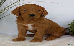 Goldendoodle dogs for sale: Emmie - Image 19