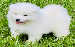Samoyed dogs for sale: Diamond Male - Image 1
