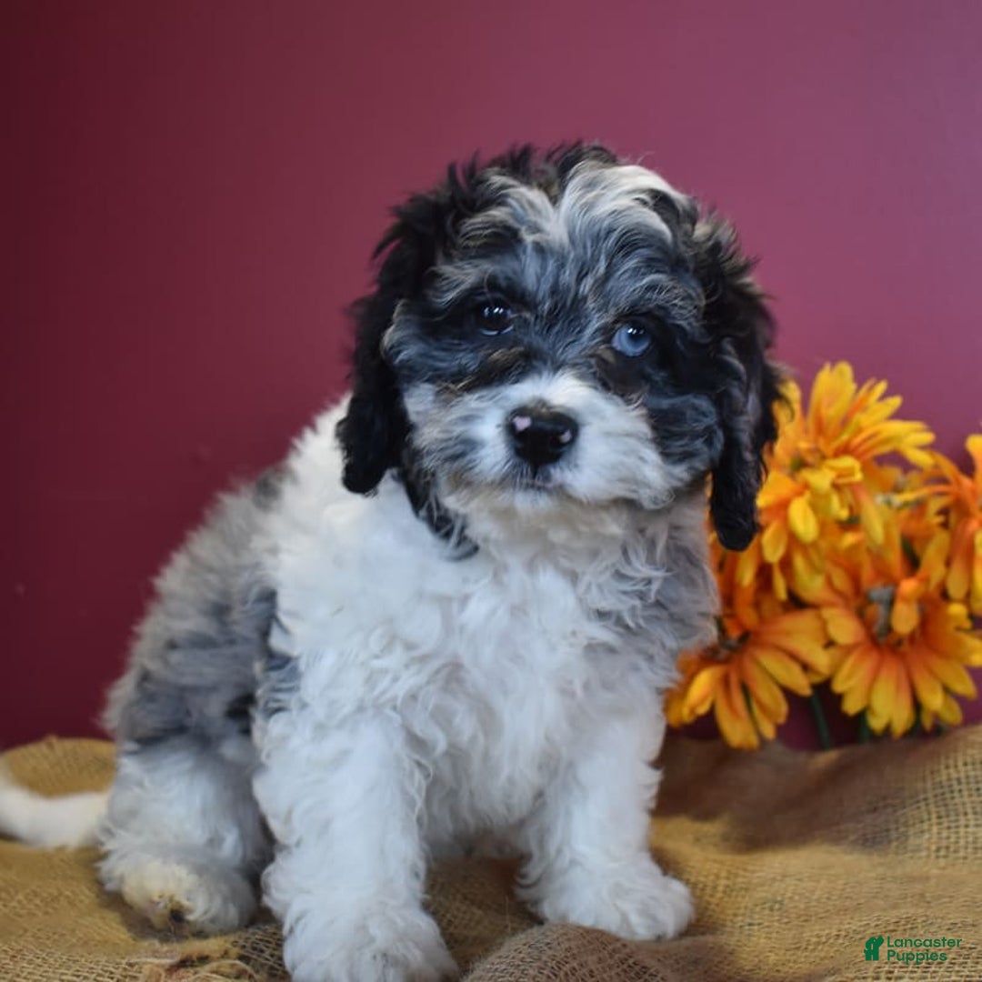 Cavapoo dogs for sale: Joann - Image 10