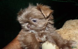 Shih Tzu dogs for sale: Full AKC Jasper - Image 1