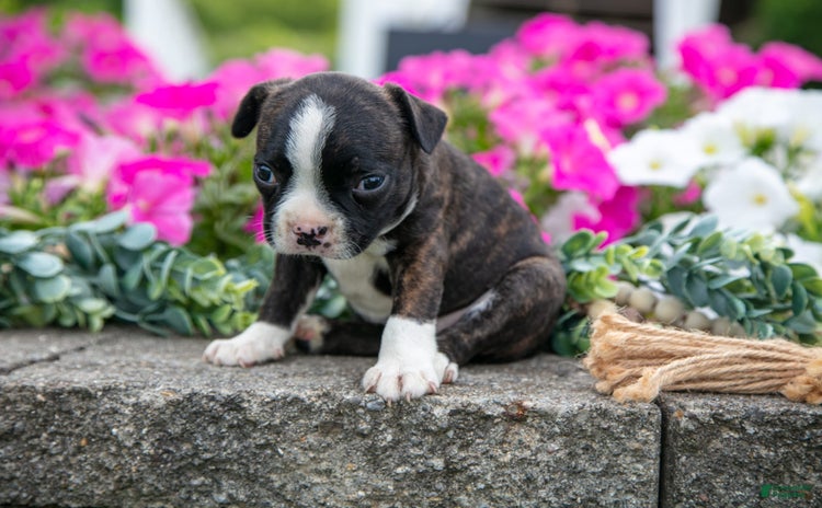 Boston Terrier dogs for sale - Ad 3