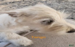 West Highland Terrier dogs for sale: Tango - Image 2