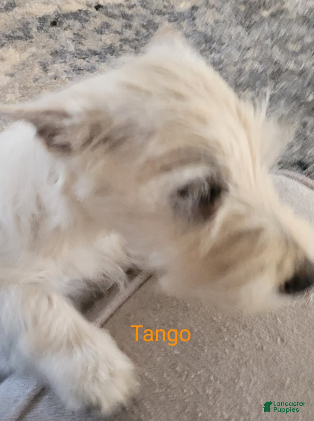 West Highland Terrier dogs for sale: Tango - Image 2