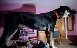 Great Dane dogs for stud: Magnum - Image 4