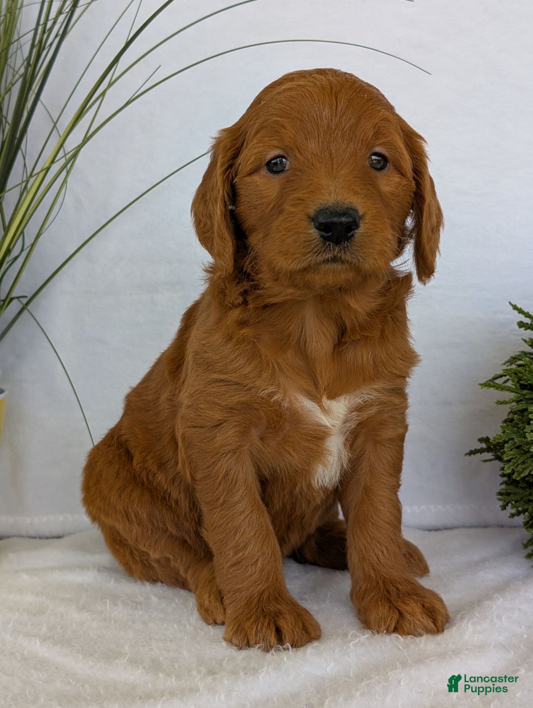 Goldendoodle dogs for sale: Emmie - Image 16