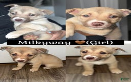 Siberian Husky dogs for sale: Milkyway - Image 1