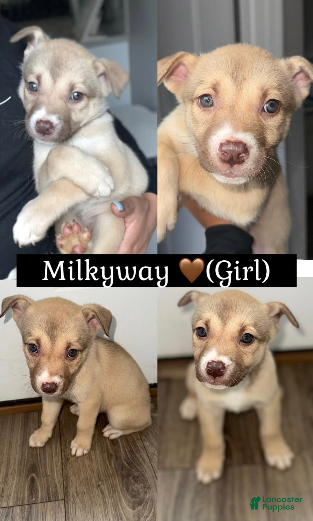 Siberian Husky dogs for sale: Milkyway - Image 1
