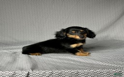 Miniature Dachshund dogs for sale: Skye - Image 3