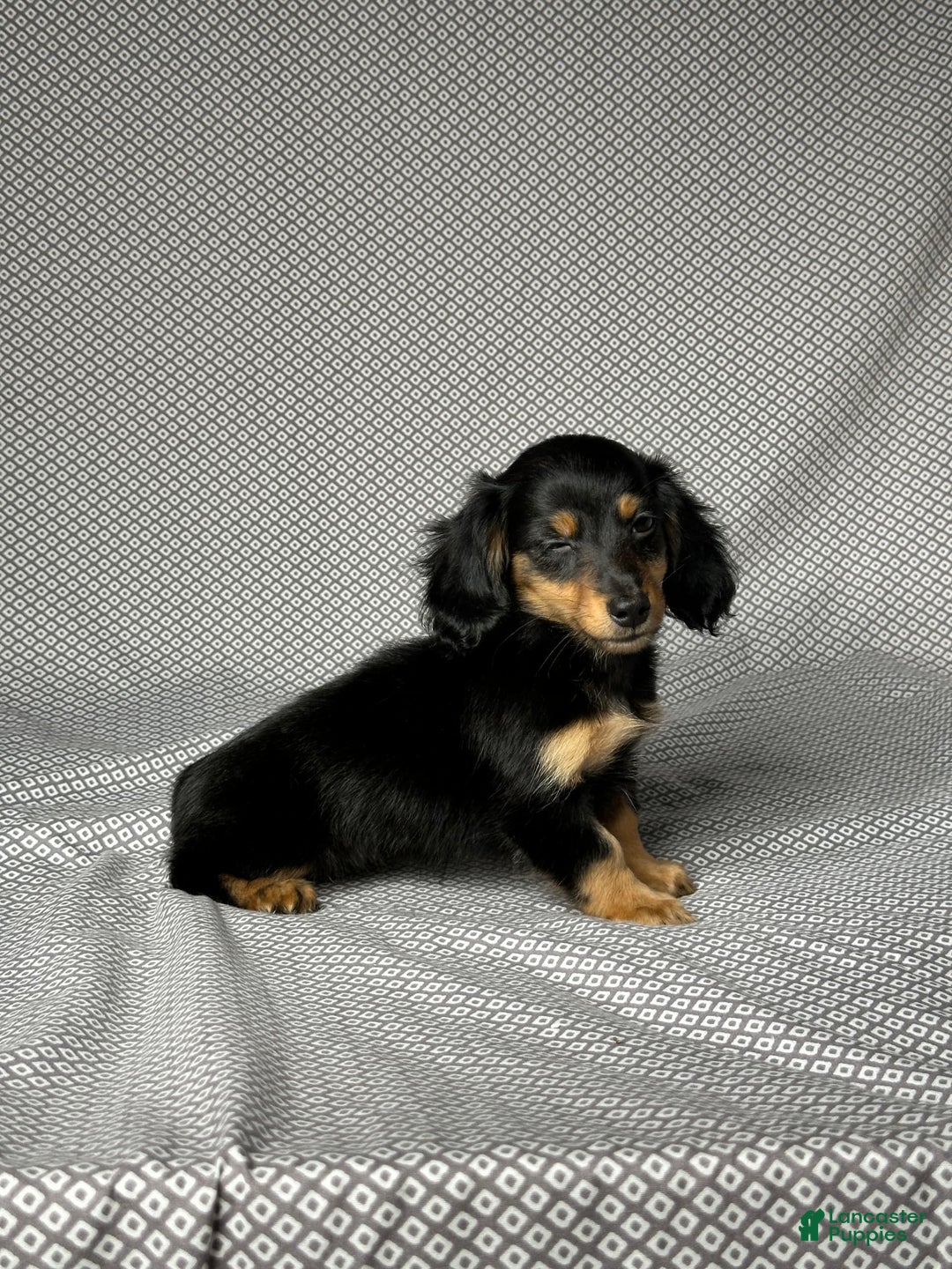 Miniature Dachshund dogs for sale: Skye - Image 3