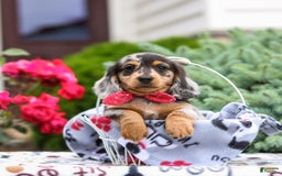 Miniature Dachshund dogs for sale: Quinn - Image 2