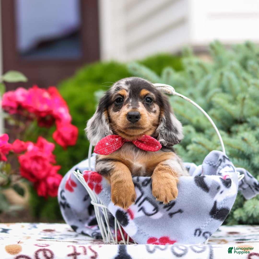 Miniature Dachshund dogs for sale: Quinn - Image 2