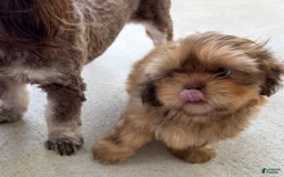 Shih Tzu dogs for sale: Brennan - Image 10