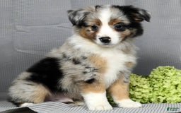 Miniature Australian Shepherd dogs for sale: Axel - Image 4