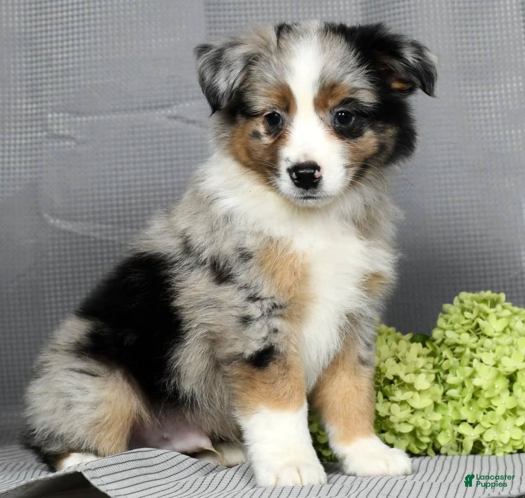 Miniature Australian Shepherd dogs for sale: Axel - Image 4