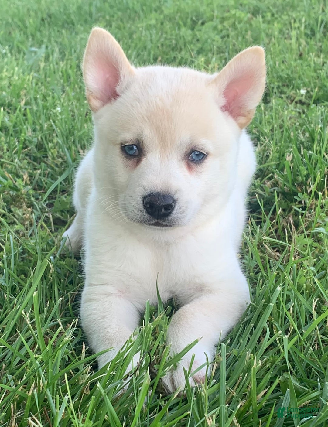 Alaskan Klee Kai dogs for sale: Handsome Boy Liam - Image 10