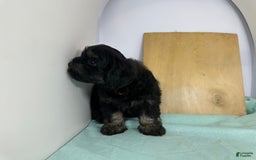 Yorkshire Terrier dogs for sale: Knight - Image 6