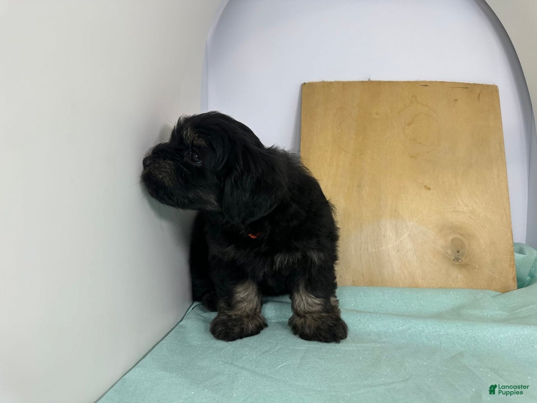 Yorkshire Terrier dogs for sale: Knight - Image 6