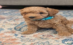 Cockapoo dogs for sale: Willow - Image 10