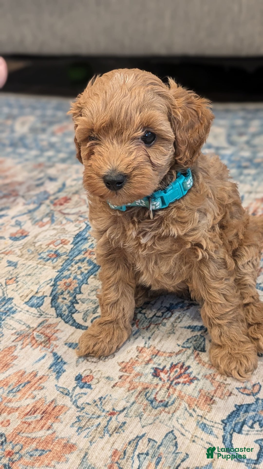 Cockapoo dogs for sale: Willow - Image 10