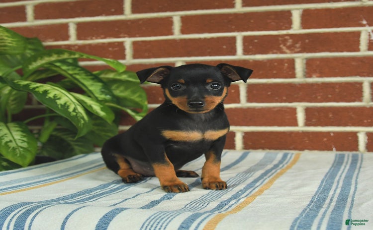 Miniature Pinscher dogs for sale - Ad 2