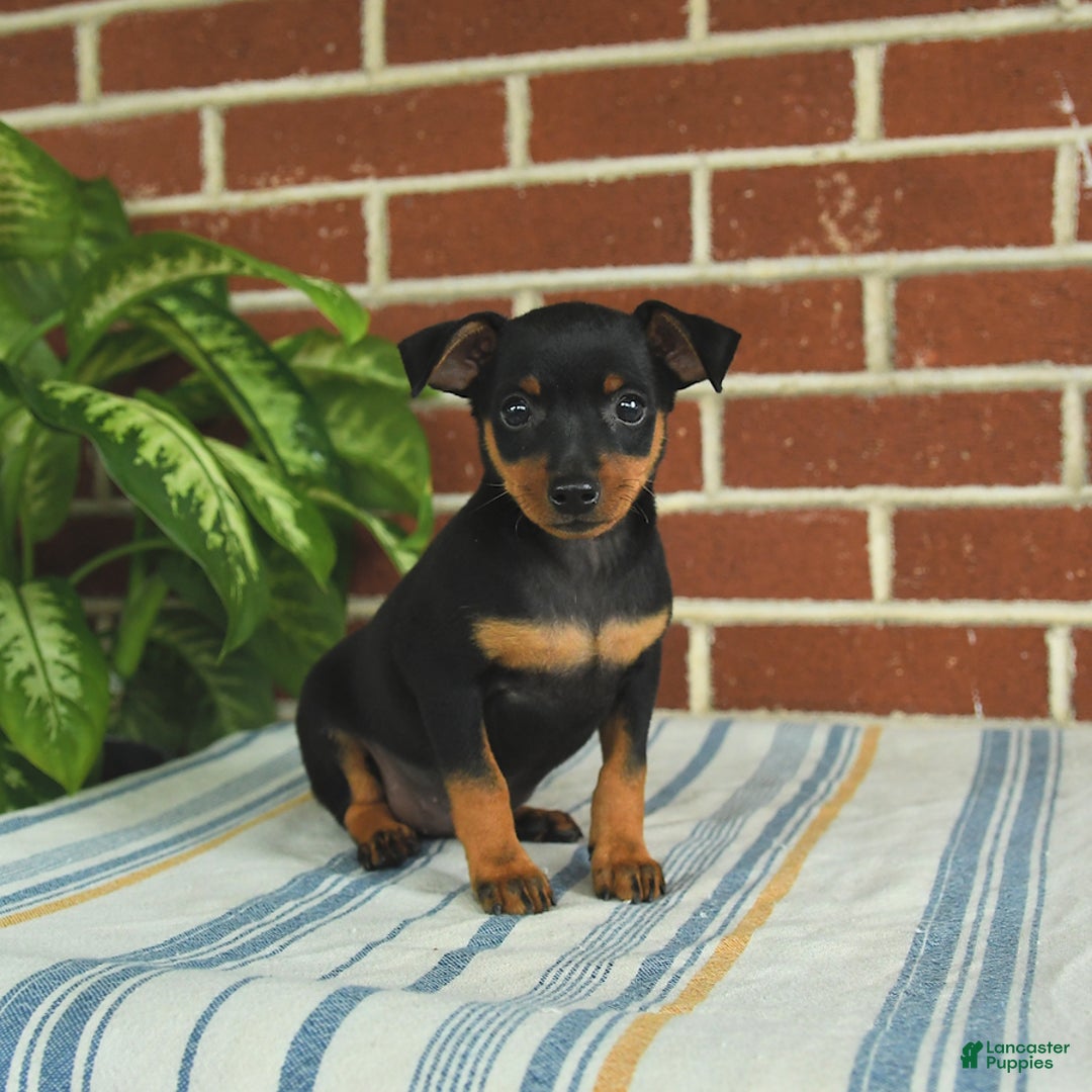 Miniature Pinscher dogs for sale: Jasper - Image 1