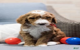 Standard Poodle dogs for sale: Mac - Image 5
