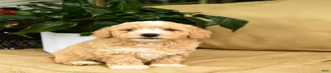 Hunter