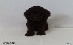 Cockapoo dogs for sale: Twilight - Image 3