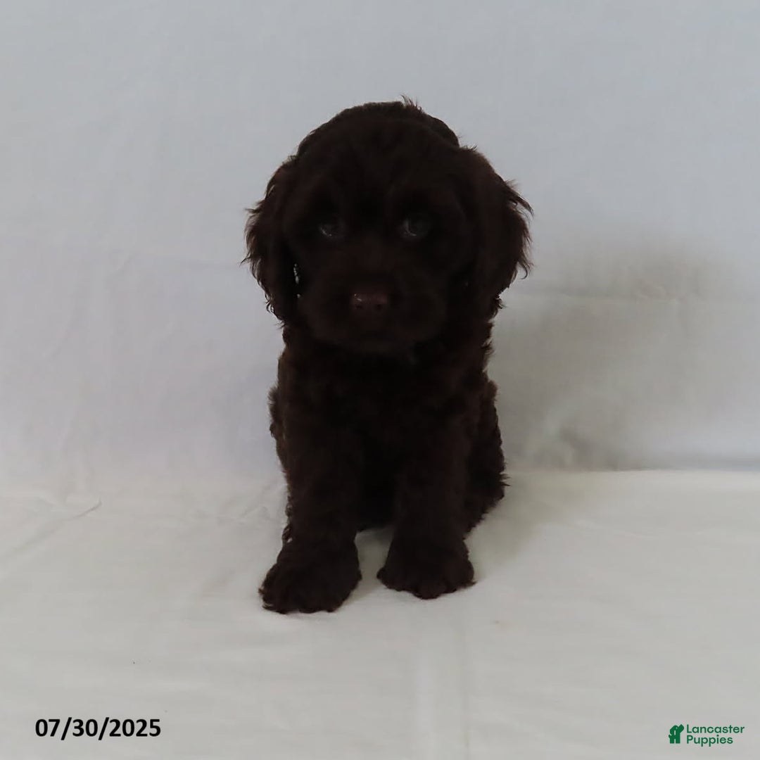 Cockapoo dogs for sale: Twilight - Image 3