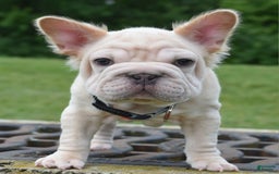 French Bulldog dogs for sale: Rayna Big Rope Velvet Fluffy - Image 12