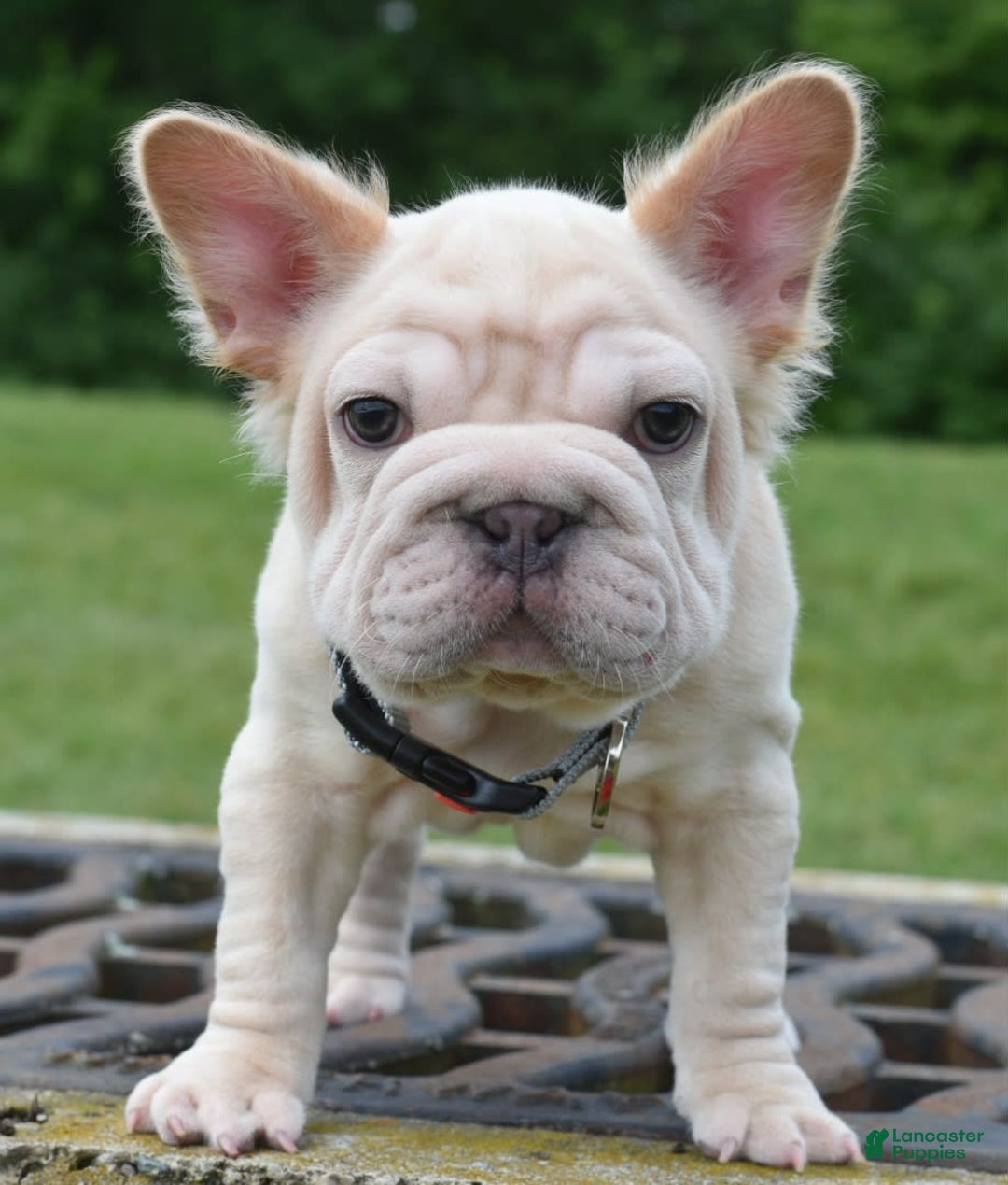 French Bulldog dogs for sale: Rayna Big Rope Velvet Fluffy - Image 12