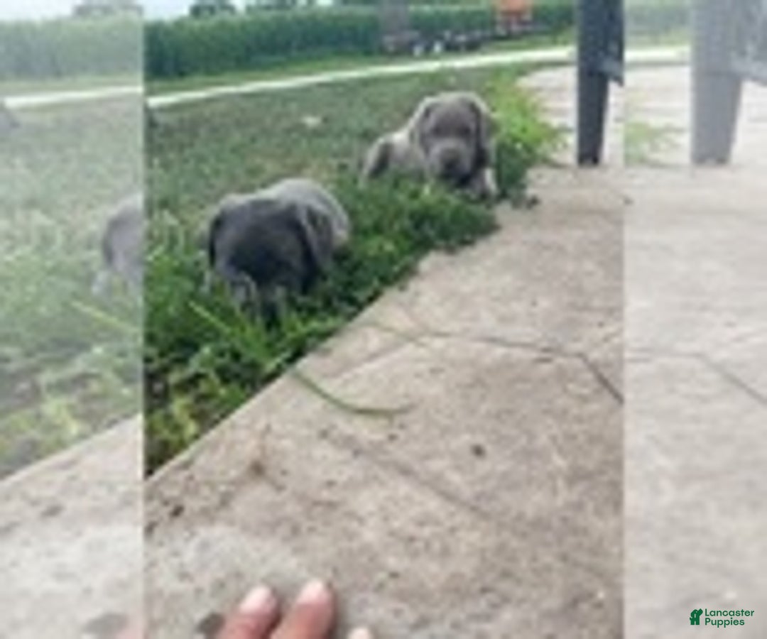 Labrador Retriever dogs for sale: Labrador Retriever - Image 2