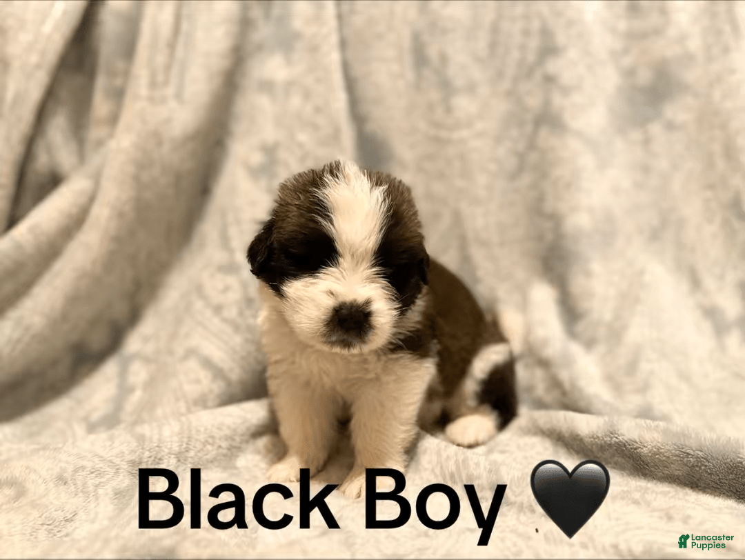 Saint Bernard dogs for sale: 14 Saints Available - Image 16