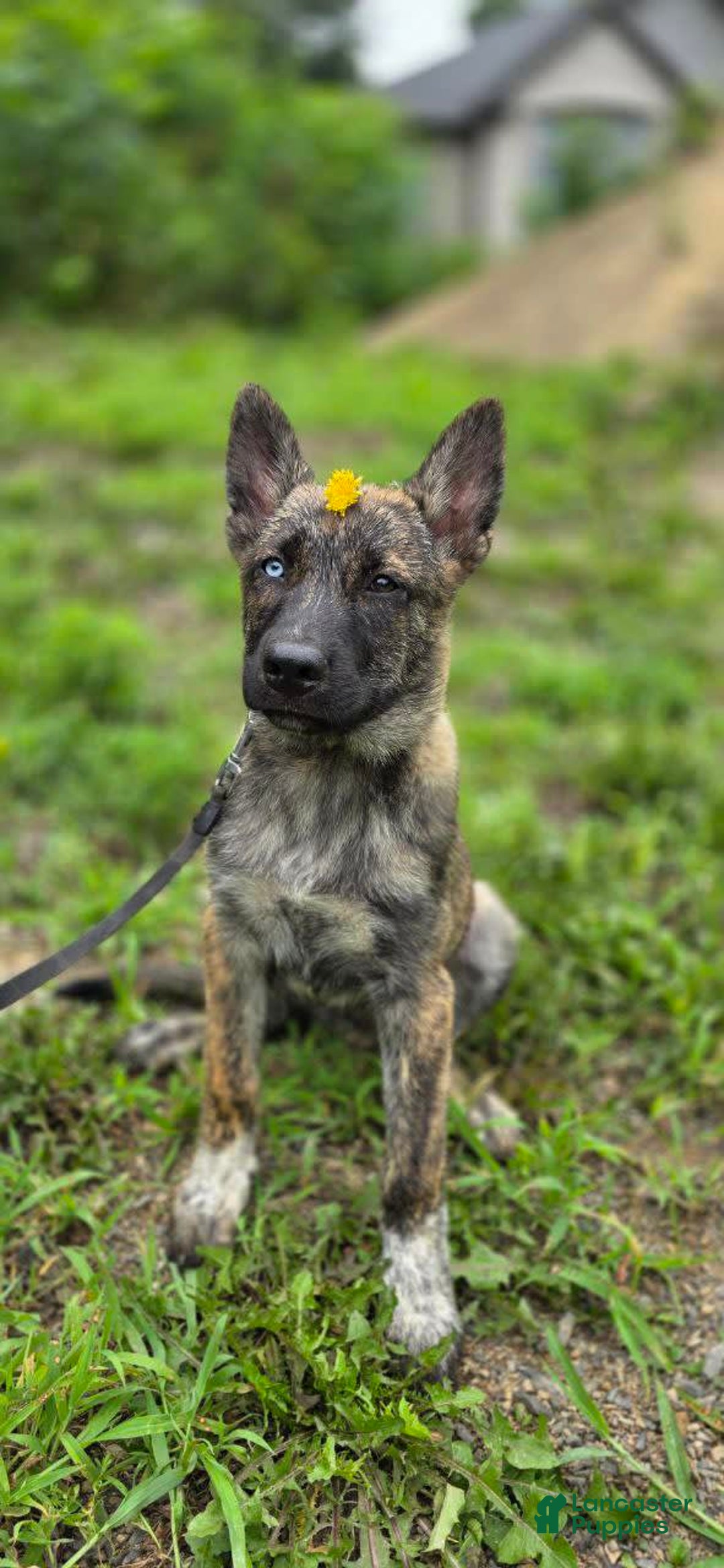 Dutch Shepherd dogs for sale: Puppy - Image 3