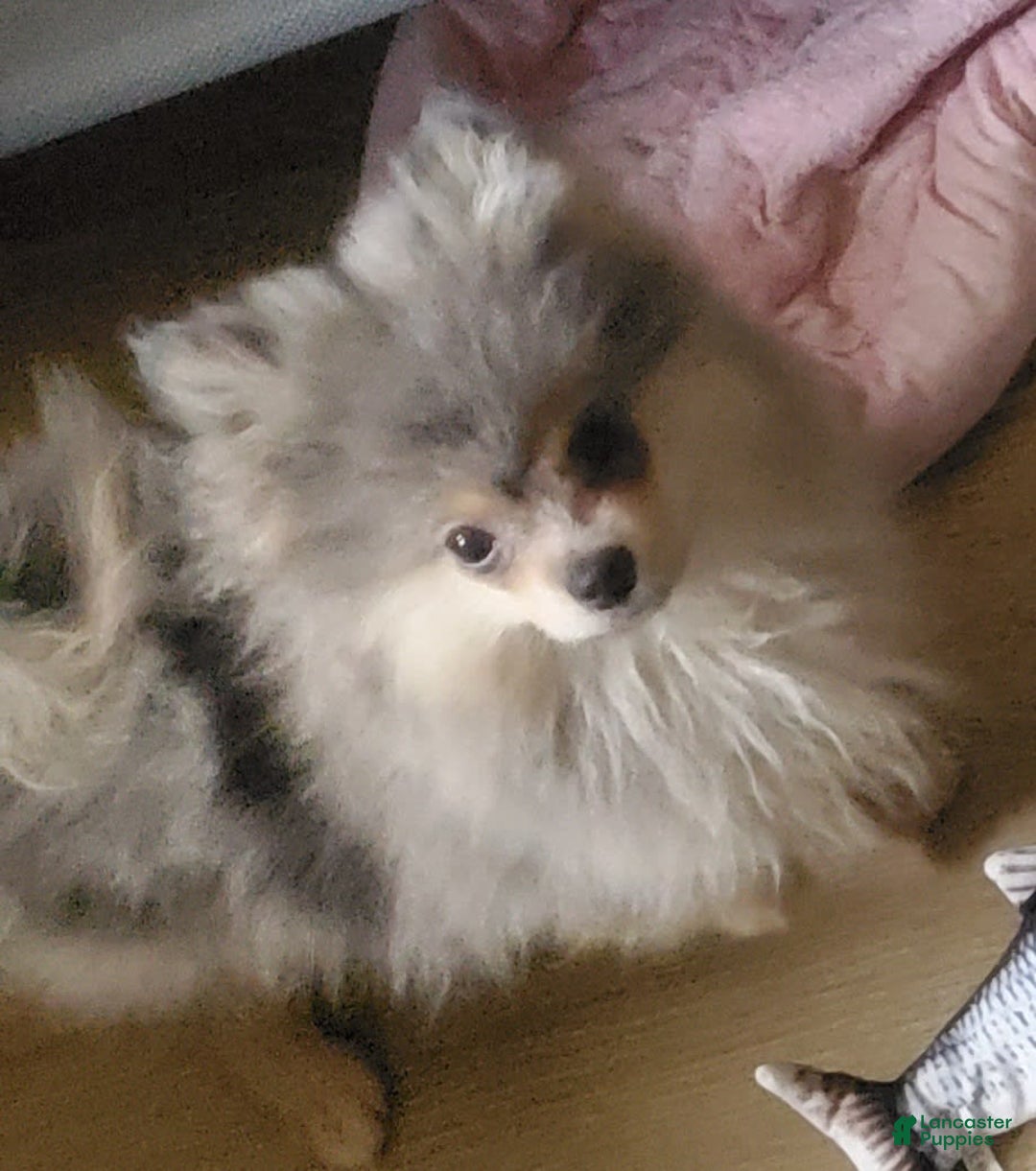 Pomeranian dogs for sale: Buzz - Image 14