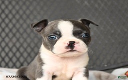 Boston Terrier dogs for sale: Jade - Image 4