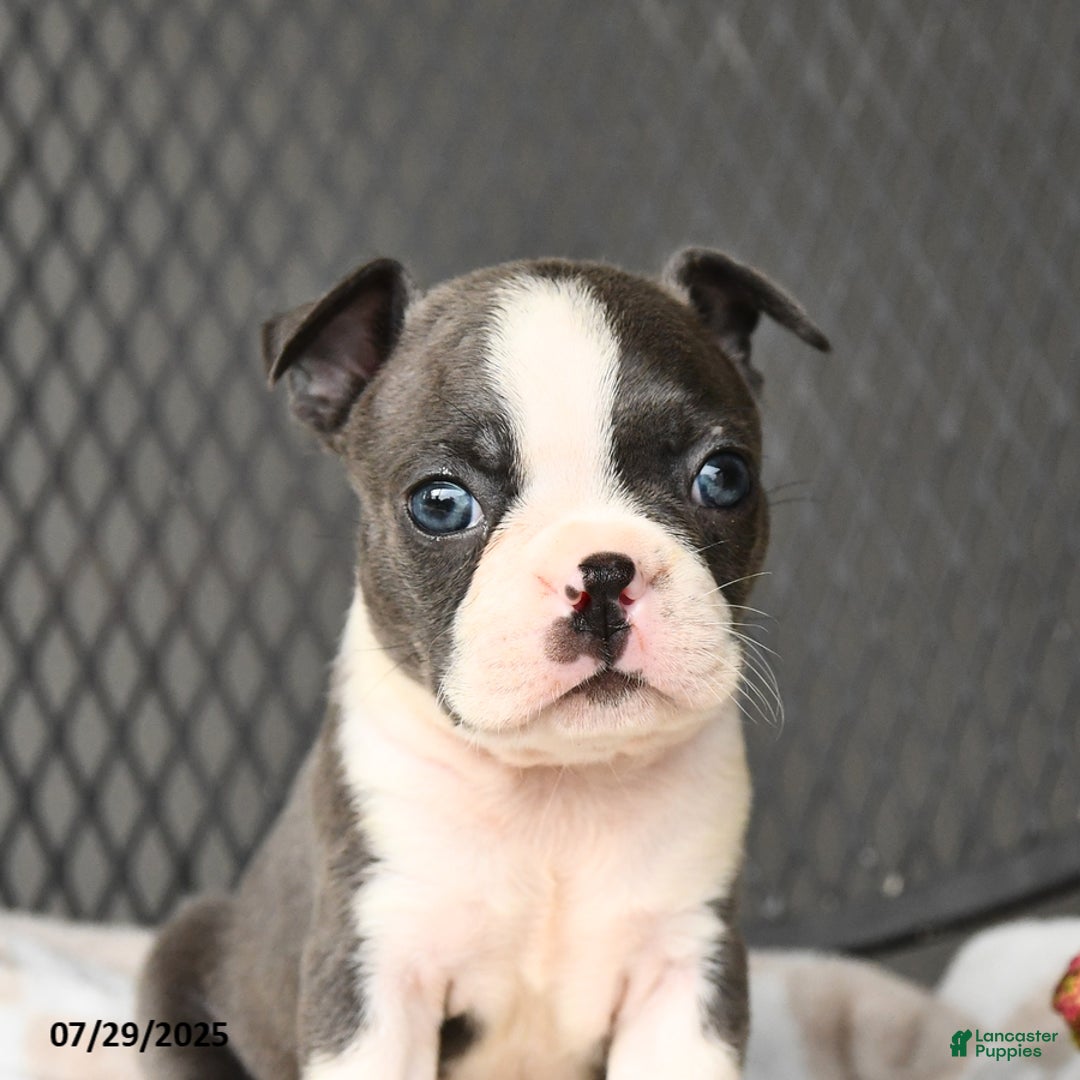 Boston Terrier dogs for sale: Jade - Image 4