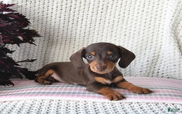 Miniature Dachshund dogs for sale: Rocky - Image 5