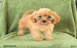 Cavapoo dogs for sale: Coco - Image 3