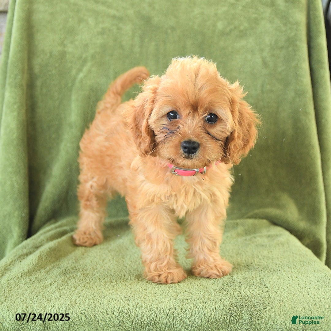 Cavapoo dogs for sale: Coco - Image 3