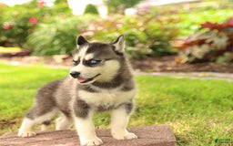 Gerberian Shepsky dogs for sale: Trax - Image 3