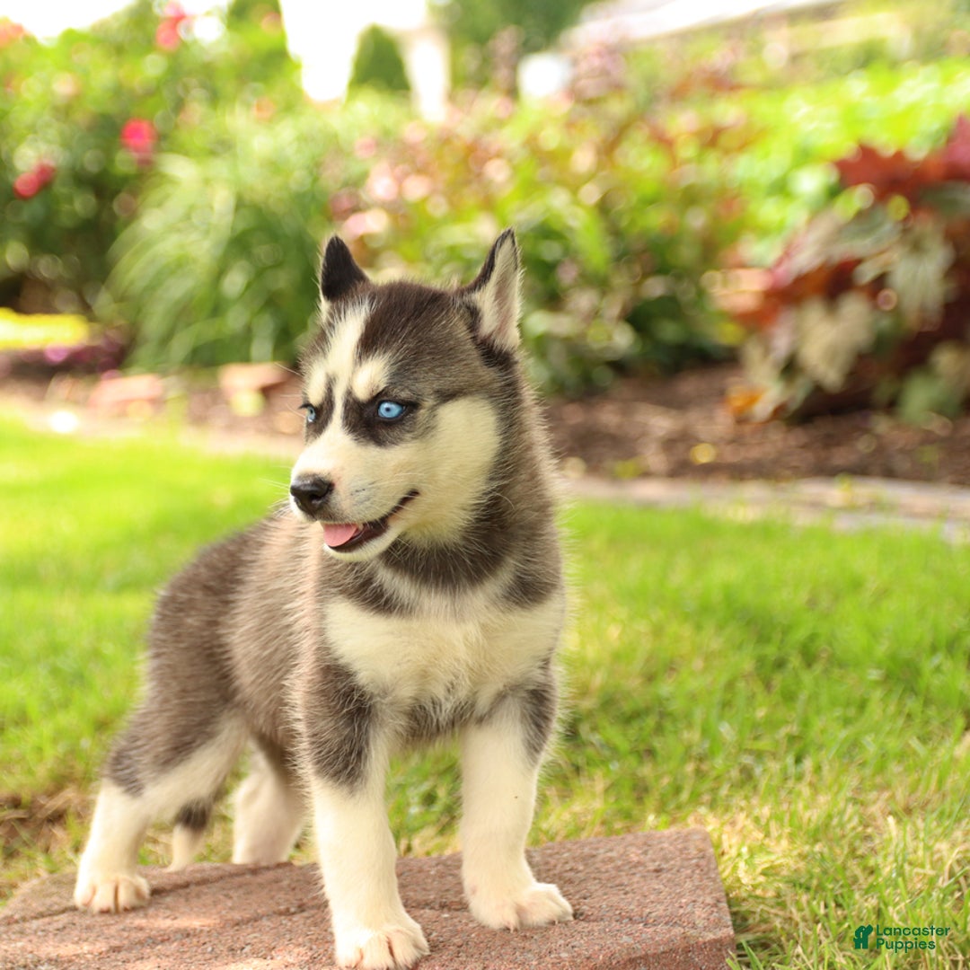 Gerberian Shepsky dogs for sale: Trax - Image 3
