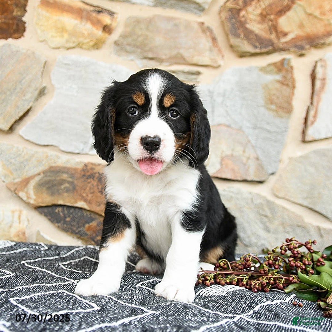 Miniature Bernese Mountain Dog dogs for sale: Maple - Image 3