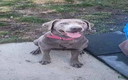 Labrador Retriever dogs for sale: Marshall - Image 2