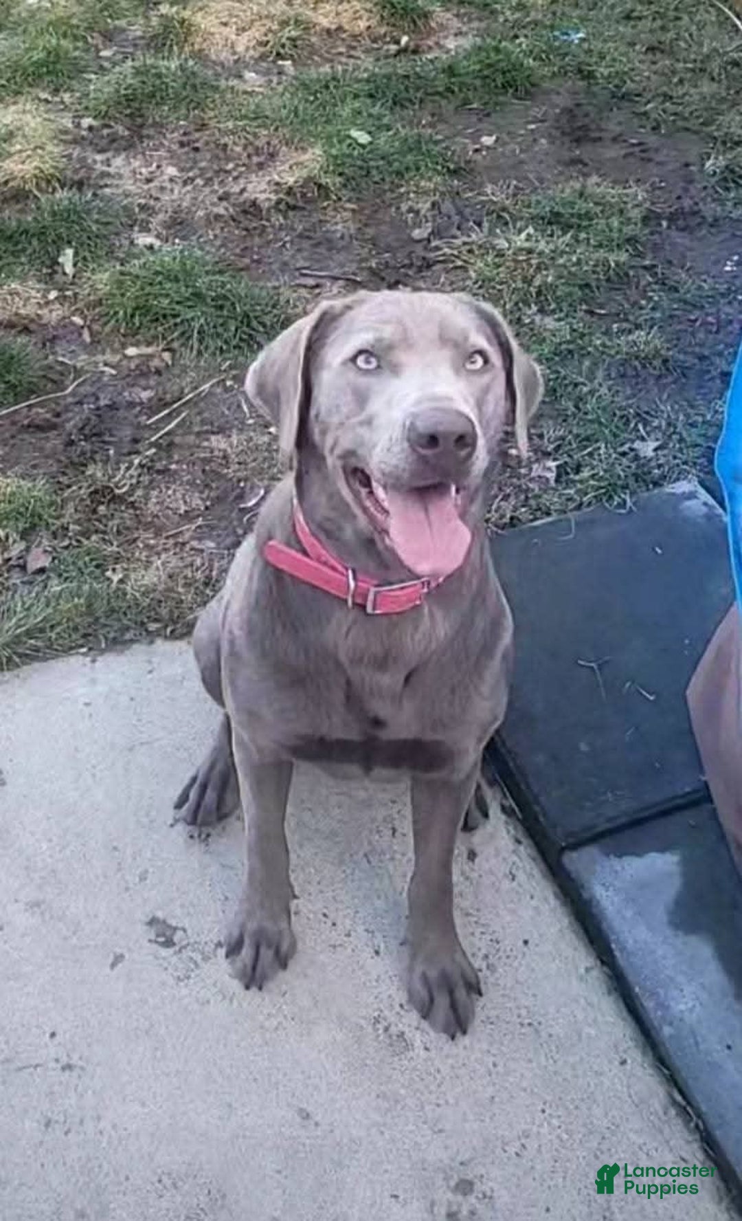 Labrador Retriever dogs for sale: Marshall - Image 2