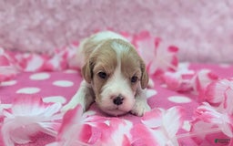 Cockapoo dogs for sale: Betsy - Image 5